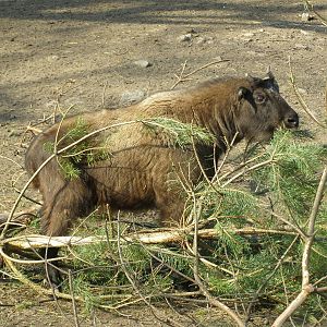 Mishmi takin calf (Budorcas taxicolor taxicolor)