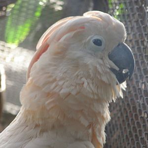 salmon-crested cockatoo (Cacatua molucca)