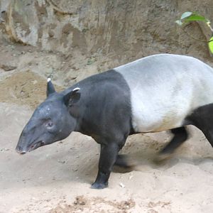 Bronx Zoo- Jungleworld- Malayan Tapir