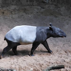 Bronx Zoo- Jungleworld- Malayan Tapir