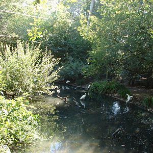 Asian walkthrough aviary