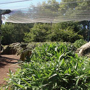 Asian walkthrough aviary