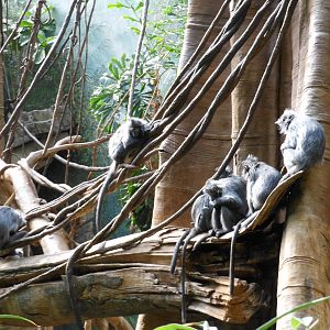 Bronx Zoo- Jungleworld- Silvered Leaf Monkeys