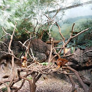Bronx Zoo- Jungleworld- Matschie's Tree-kangaroo Exhibit