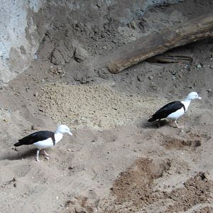 Bronx Zoo- Jungleworld- Radjah Shelducks in Malayan Tapir Exhibit