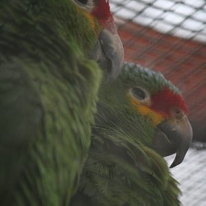 Amazon parrot ID Please