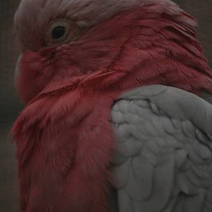 C. roseicapilla or C. leadbeateri?