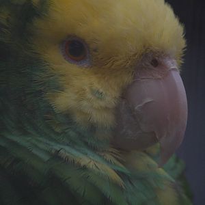 Amazon parrot ID Please?