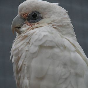 Cockatoo ID please?