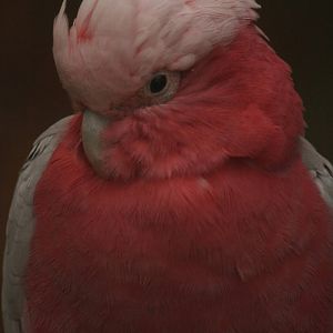 C. roseicapilla or C. leadbeateri?