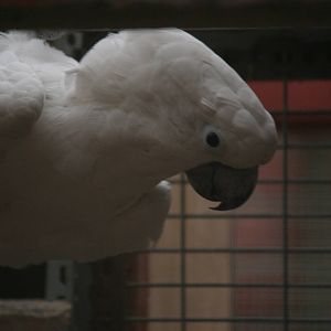 Cockatoo ID Please?