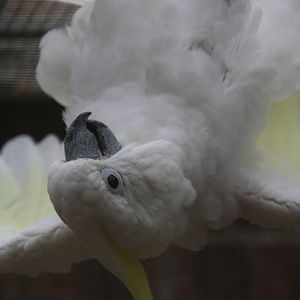 Cockatoo ID Please?