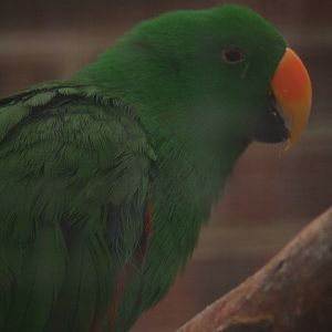 Eclectus parrot?
