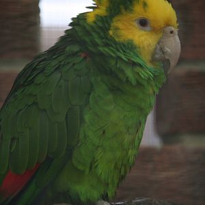 Amazon parrot ID Please?