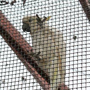 Cockatoo ID Please?