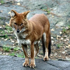 Dhole 2011