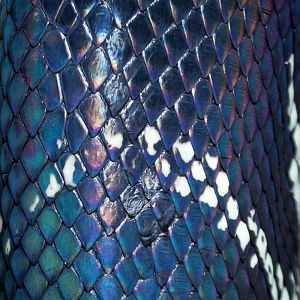 Boelens Python Iridescence - 15/02/2012