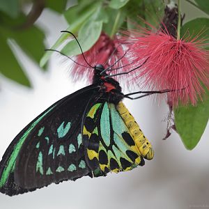 Green Birdwing Butterfly - 11/03/2012