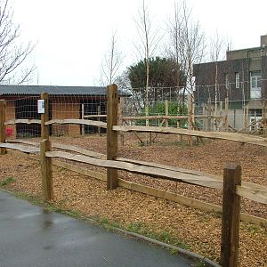 Reindeer Paddock at London, 17/03/12