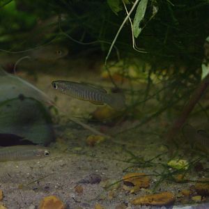 Corfu Killifish at London, 17/03/12