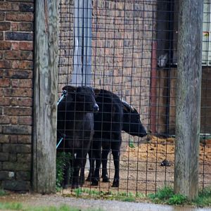 Lowland Anoas at London, 17/03/12