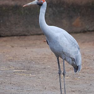 Brolga at London, 17/03/12
