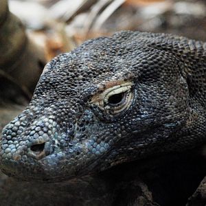 Komodo Dragon at London, 17/03/12