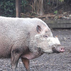 Bearded Pig at London, 17/03/12