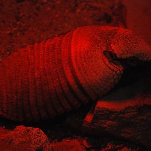 Larger Hairy Armadillo at London, 17/03/12