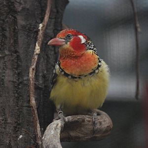 Red-and-Yellow Barbet at London, 17/03/12