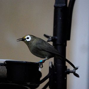 White-Eye at London, 17/03/12