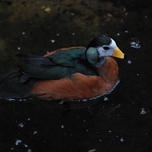 African Pygmy Goose at London, 17/03/12
