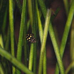 Sunburst Diving Beetle at London, 17/03/12