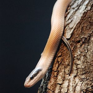 Cave Ratsnake at London, 17/03/12