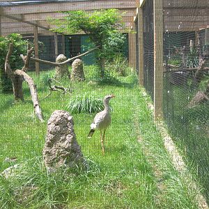 what type of bird is this?