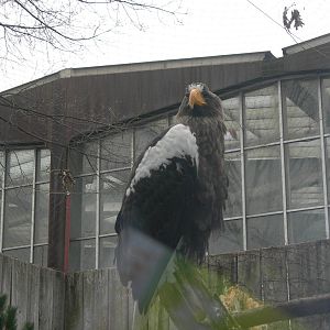 Steller Sea Eagle