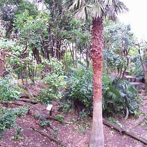 Bonnet Macaque/Otter Enclosure