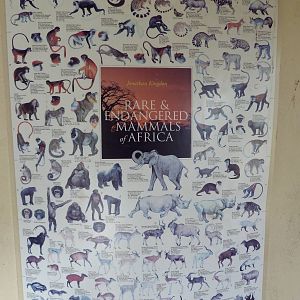 African Savanna - Poster