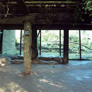 Gorilla Exhibit - Viewing Area