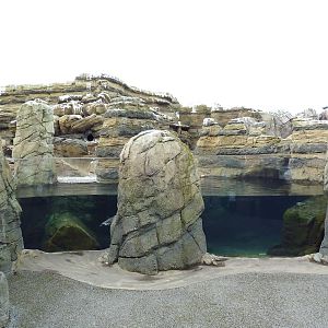 Humboldt Penguin Exhibit