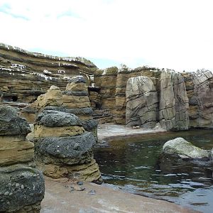 Humboldt Penguin Exhibit