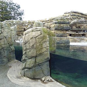 Humboldt Penguin Exhibit