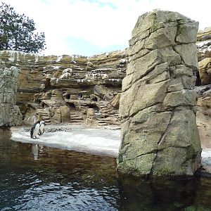 Humboldt Penguin Exhibit