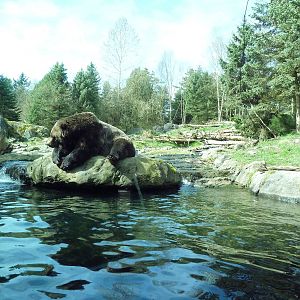 Grizzly Bear Exhibit - Underwater Viewing Area