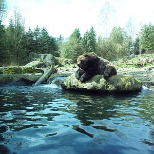 Grizzly Bear Exhibit - Underwater Viewing Area