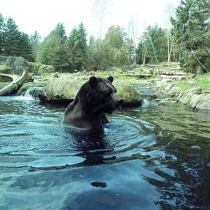Grizzly Bear Exhibit - Underwater Viewing Area
