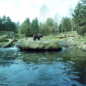 Grizzly Bear Exhibit - Underwater Viewing Area