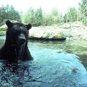Grizzly Bear Exhibit - Underwater Viewing Area