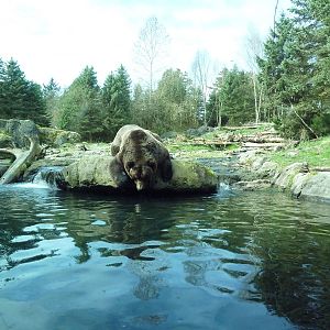 Grizzly Bear Exhibit - Underwater Viewing Area