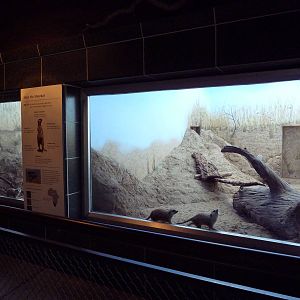 Meerkat Exhibit
